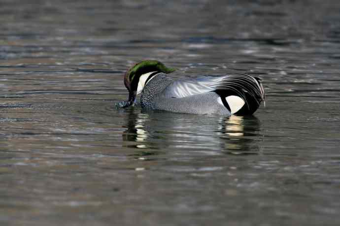 圆明园拍罗纹鸭