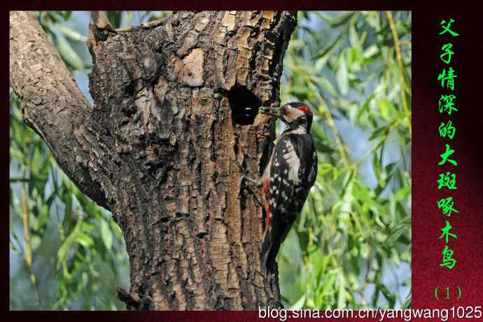 父子情深的大斑啄木鸟（1）