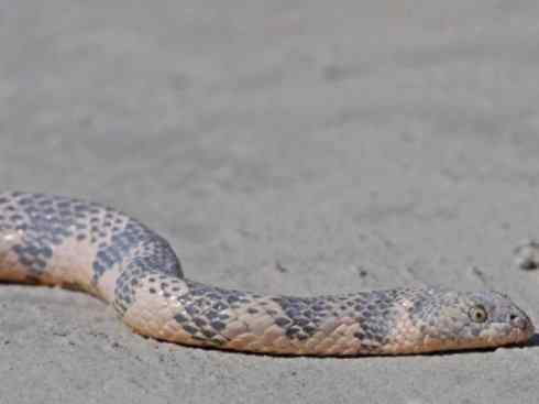 龙：传说的兽原型探秘（海蛇类）