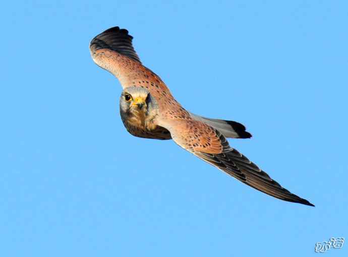 官厅水库&nbsp;wbr路&nbsp;wbr风中悬停的红隼