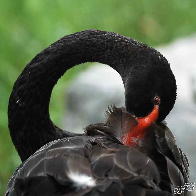 圆明园&nbsp;wbr路&nbsp;wbr黑天鹅梳羽