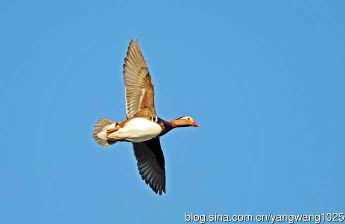 鸳鸯（库存片）