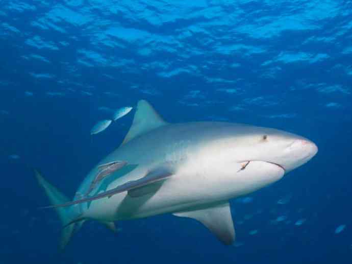 鱼类活化石：皱鳃鲨