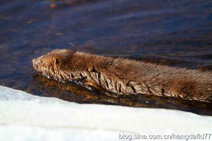 北美水獭 北美水獭