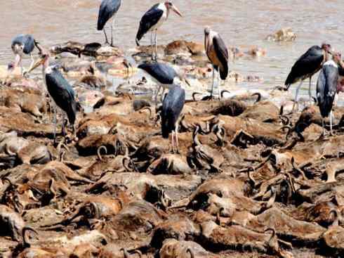 天生猎手：非猛禽类猎手（渡鸦、秃鹳）