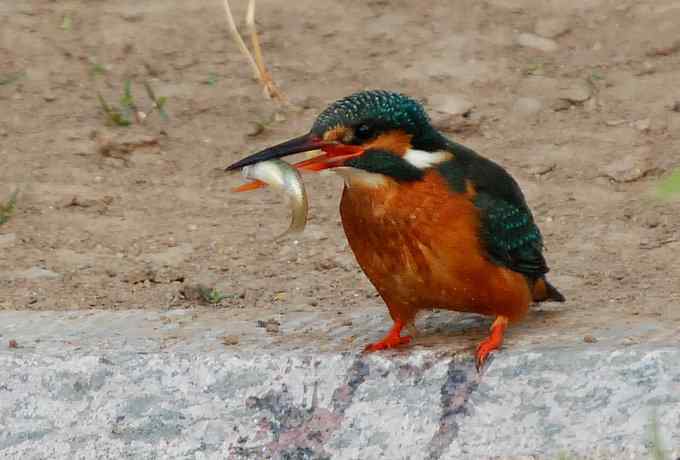 莲花池四月的花鸟