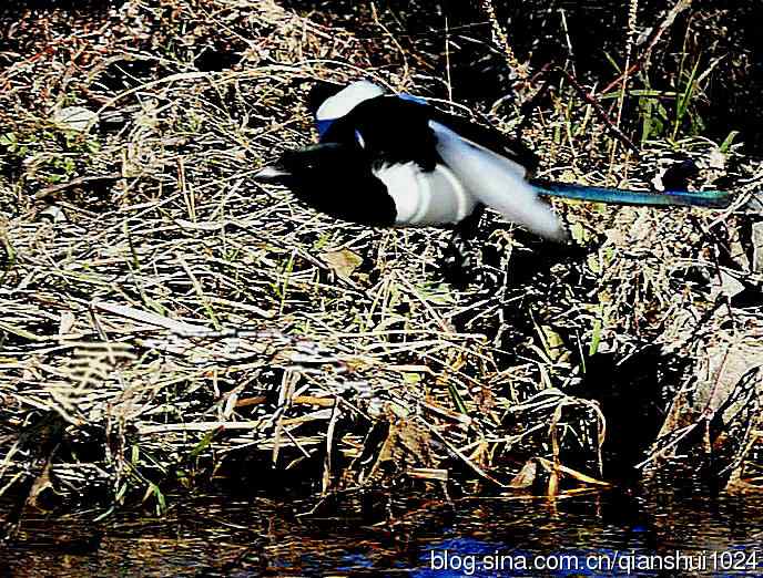 越洗越喜,一只可爱的小喜鹊