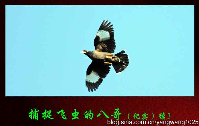 捕捉飞虫的八哥（记实）续3