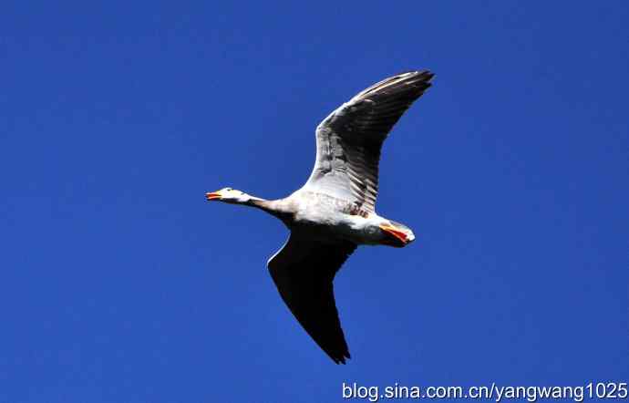 飞 wbr(斑头雁) wbr2 飞 wbr(斑头雁) wbr2