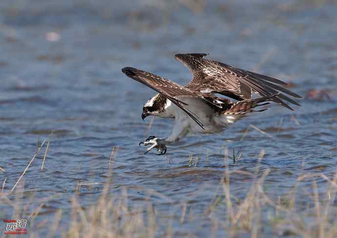 高手亦有失手时 高手亦有失手时