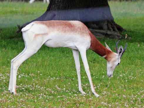 麒麟：传说的兽原型探秘（鹿羚）