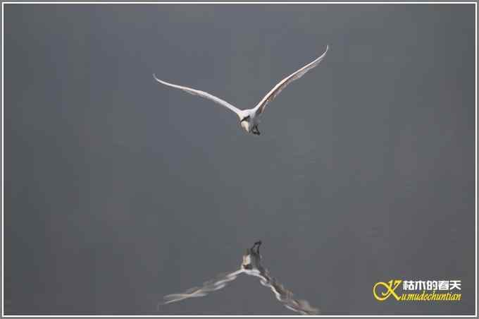 伯劳与白鹭【照片}