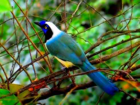 美丽无罪：雀鸟之蓝鸦