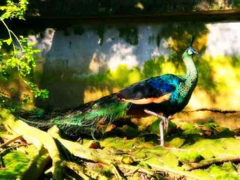 猎奇：长尾鸟雀之三（雉科孔雀、鹇属）