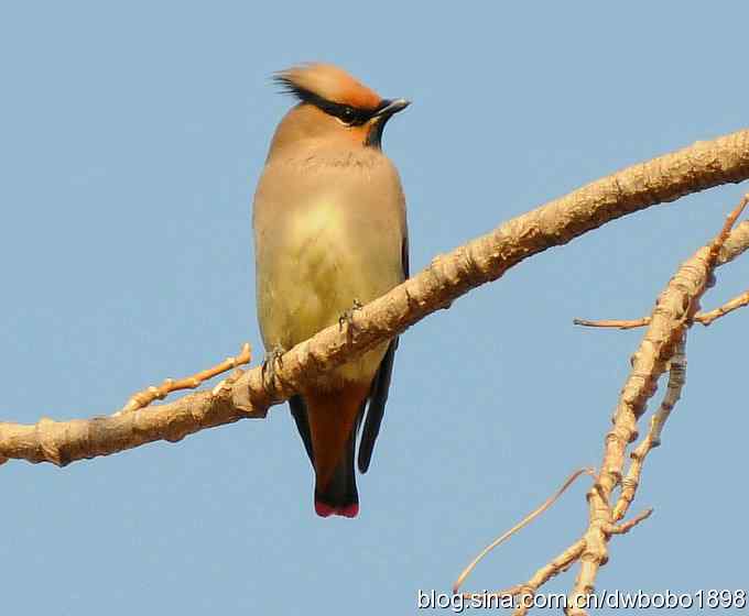 太平鸟归来 太平鸟归来