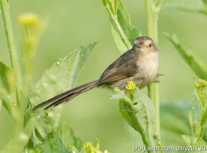 跳跃于菜花间的小精灵——褐头鹪莺（组图）