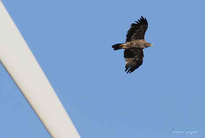 穿越大风车的草原大猛 穿越大风车的草原大猛