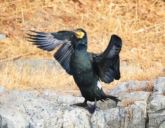 自我陶醉的鸬鹚 自我陶醉的鸬鹚