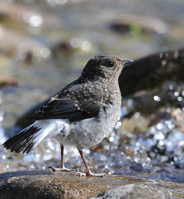 十渡有鸟初长成 wbr. wbr养在溪边人尽识