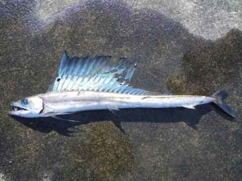 鱼类活化石：帆蜥鱼