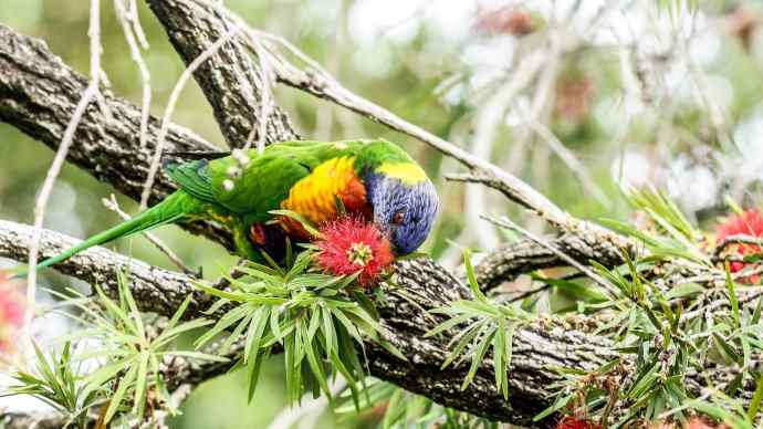 澳洲拍鸟鈥斺敳屎琊叙挠履
