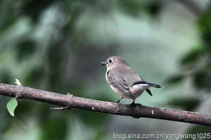 红喉姬鹟（27）