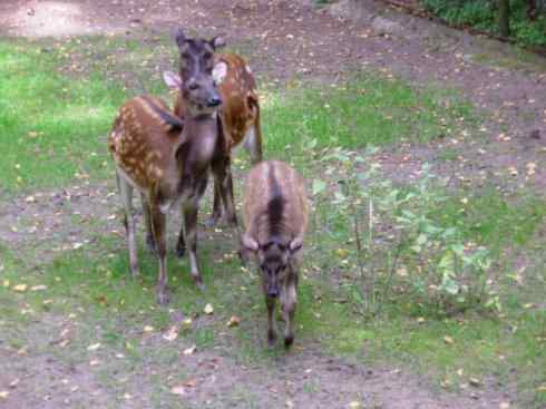 麒麟：传说的兽原型探秘（梅花鹿）