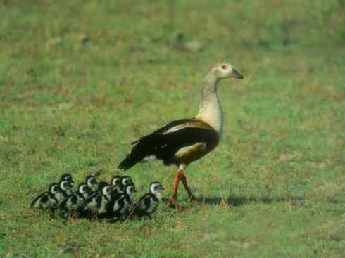 欣赏:美丽的草雁 欣赏:美丽的草雁