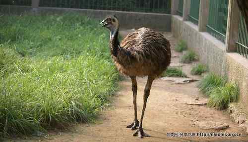 95张鸟儿嬉戏精品图集