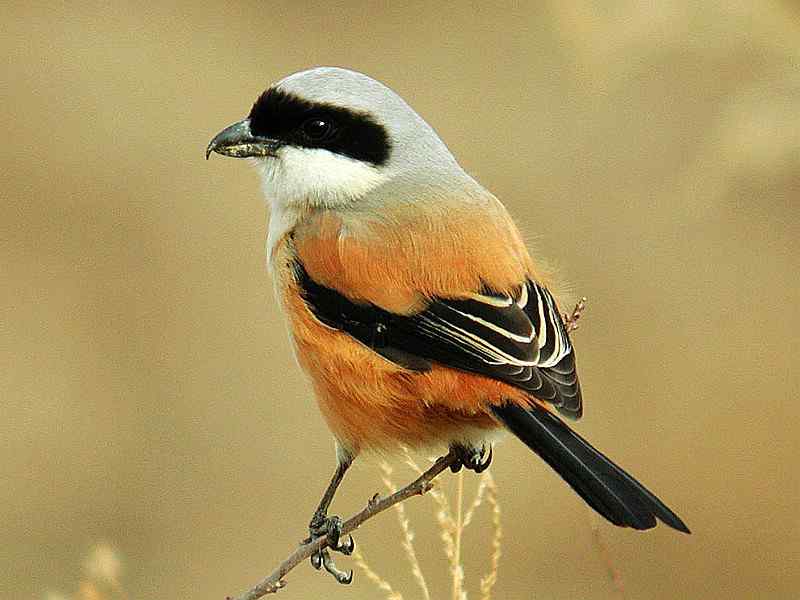 厦门常见鸟类图谱