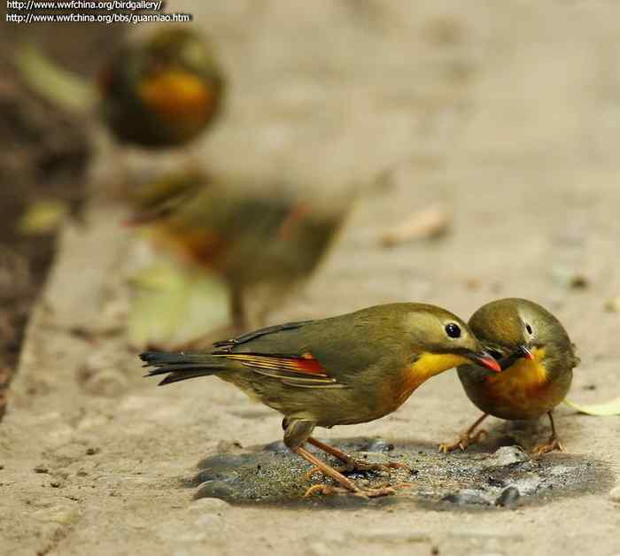 鸟与史料——相思鸟