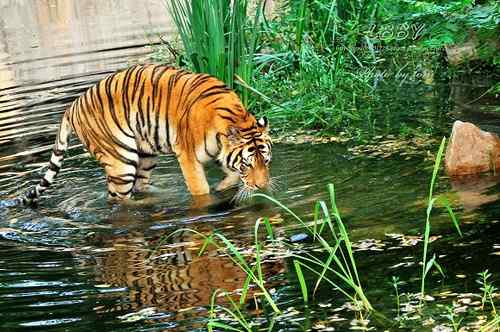 【多图】老虎捕食鸭子！