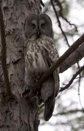 [组图]乌林枭爸爸