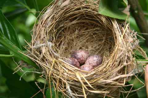 鸟巢幼鸟写真第2辑