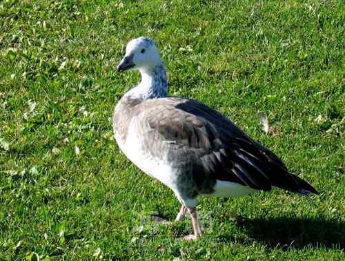 素食主义者――雪雁