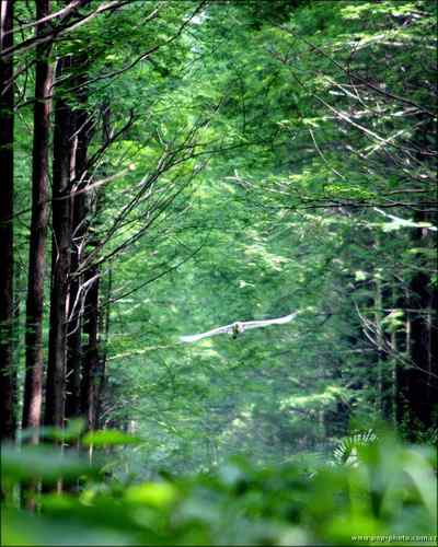 中学生物教科书中出现的鸟类