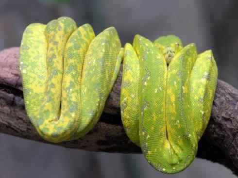 龙：传说的兽原型探秘（树蟒类）