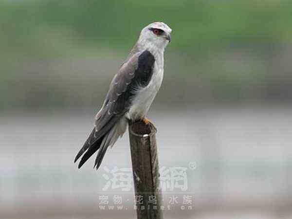 世界著名鸟类——部分猛禽