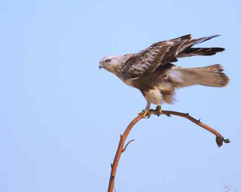 毛脚鵟休息一下
