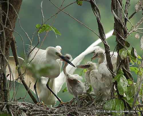95张鸟儿嬉戏精品图集