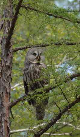 [组图]乌林枭宝宝长大了