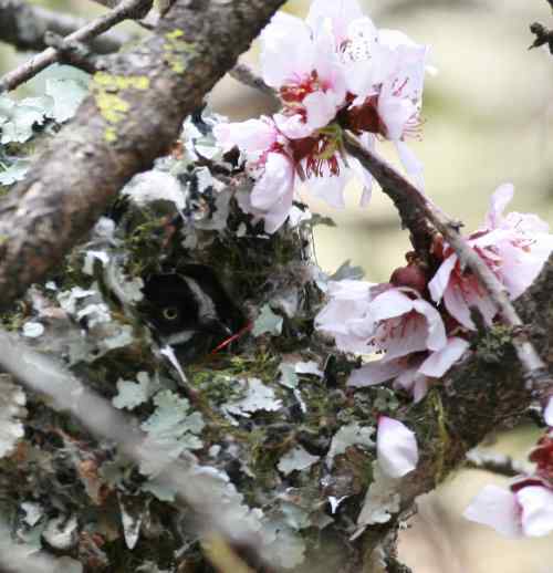 怎样区分黑头长尾山雀和黑眉长尾山雀