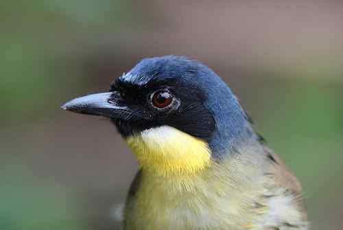 黄喉噪鹛特写