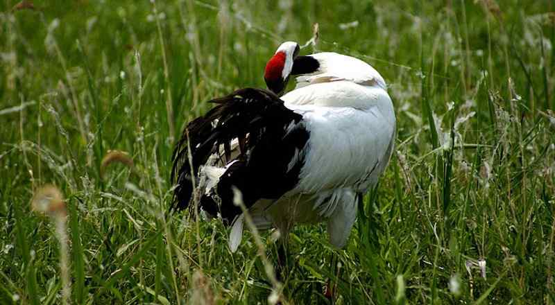 王洪刚丹顶鹤摄影作品欣赏