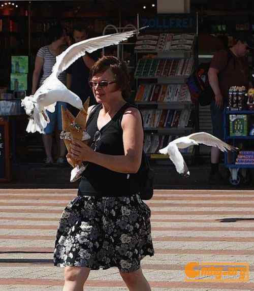 [组图]海鸥爱吃冰淇淋