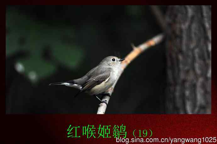 红喉姬鹟（19）