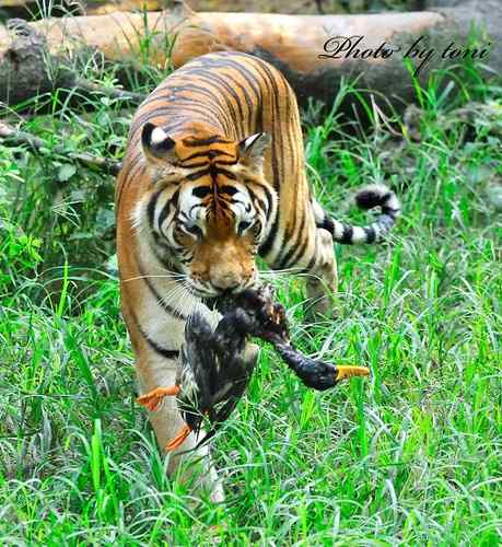 【多图】老虎捕食鸭子！