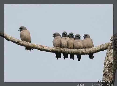 [组图]尼泊尔鸟类奇旺国家公园