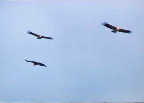雪山拜会白马鸡 雪山拜会白马鸡
