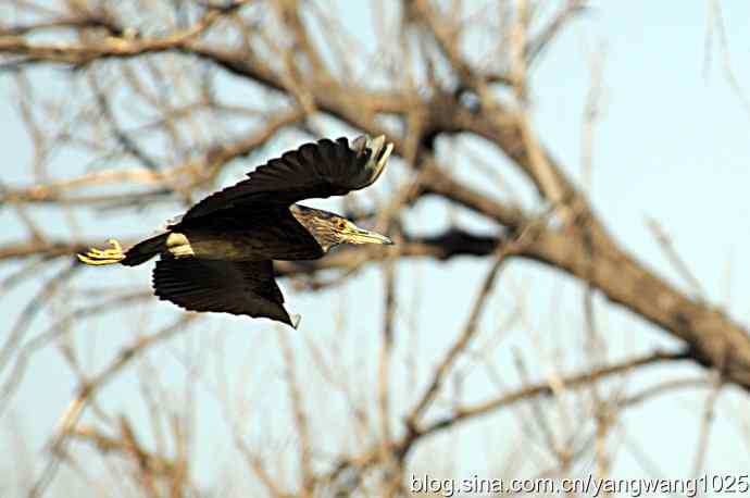 飞(夜鹭)1 飞(夜鹭)1